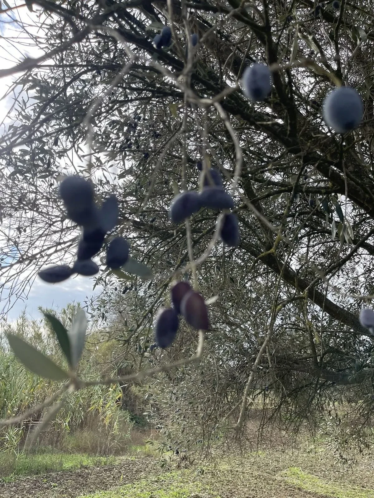 Ripe olives hanging on a sunlit branch