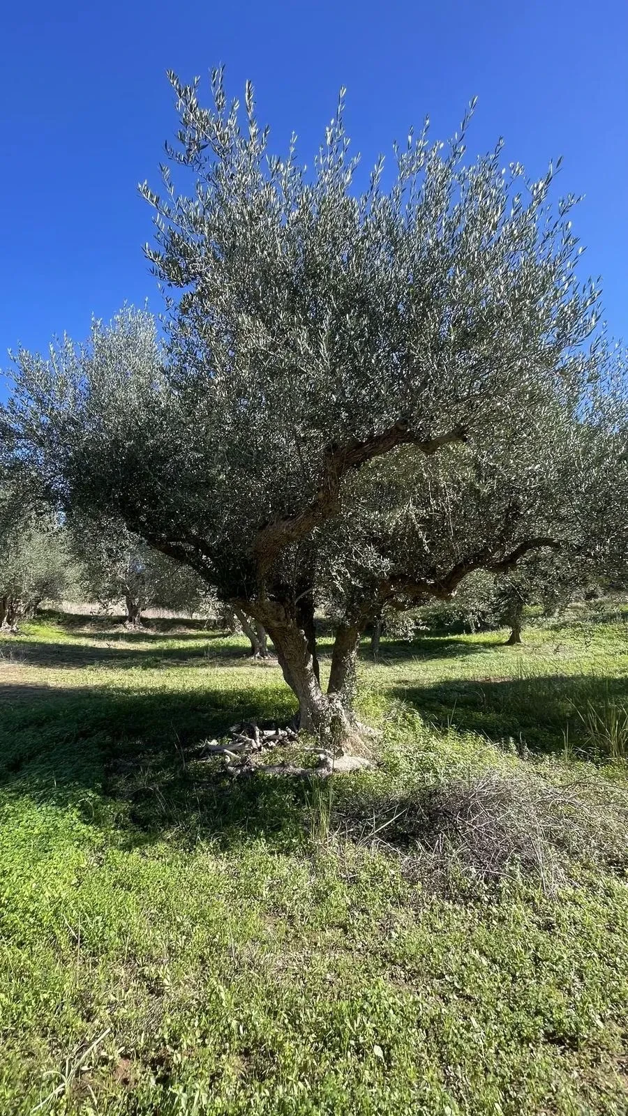 A single ancient olive tree standing against the sky