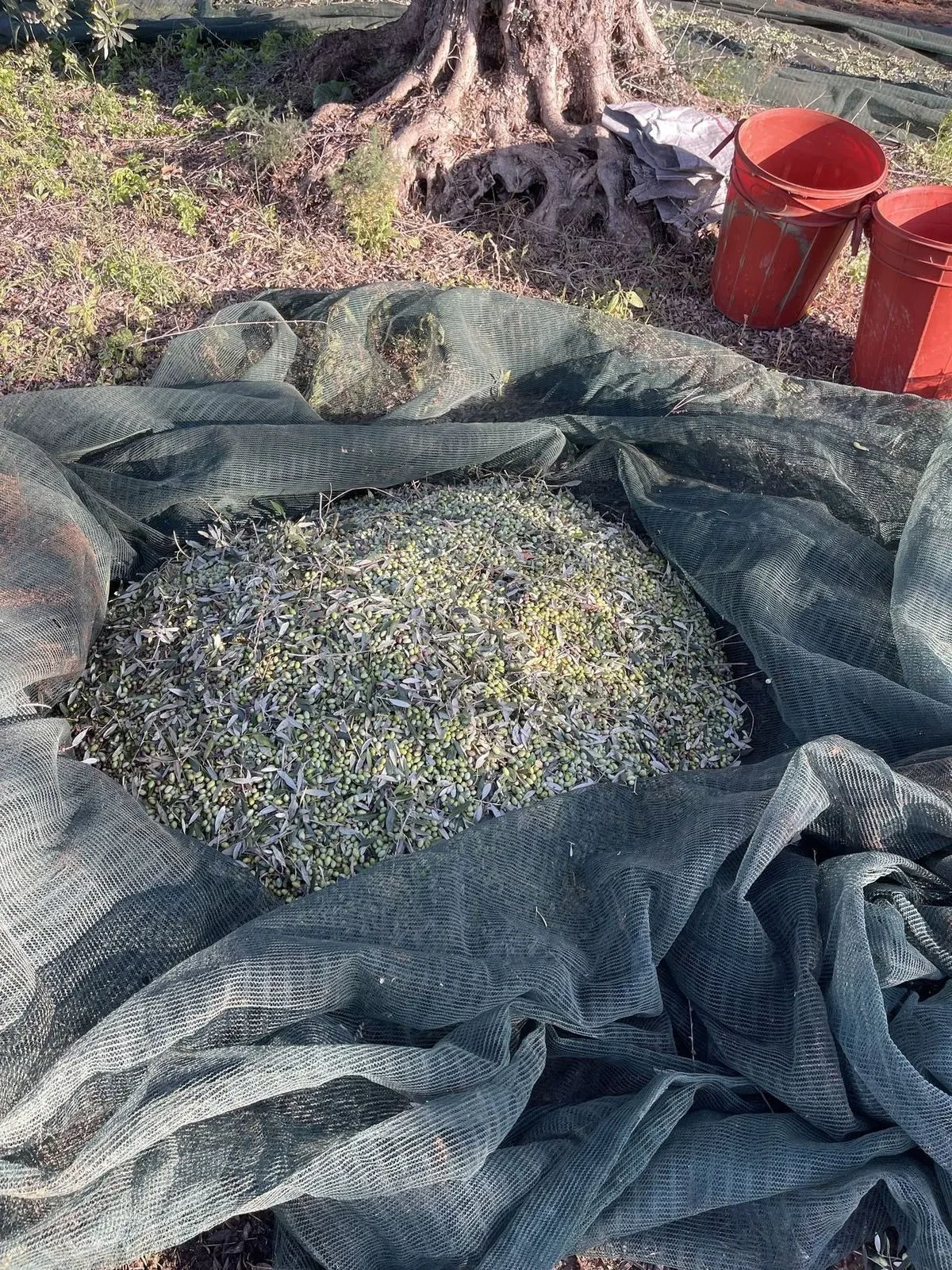 A close-up of freshly hand-picked olives gathered in the harvest net