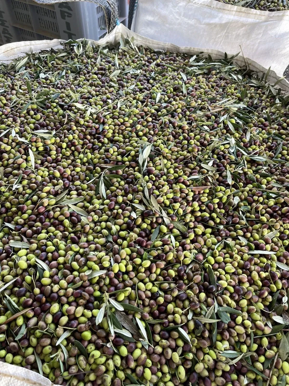 Freshly harvested olives being sorted before pressing