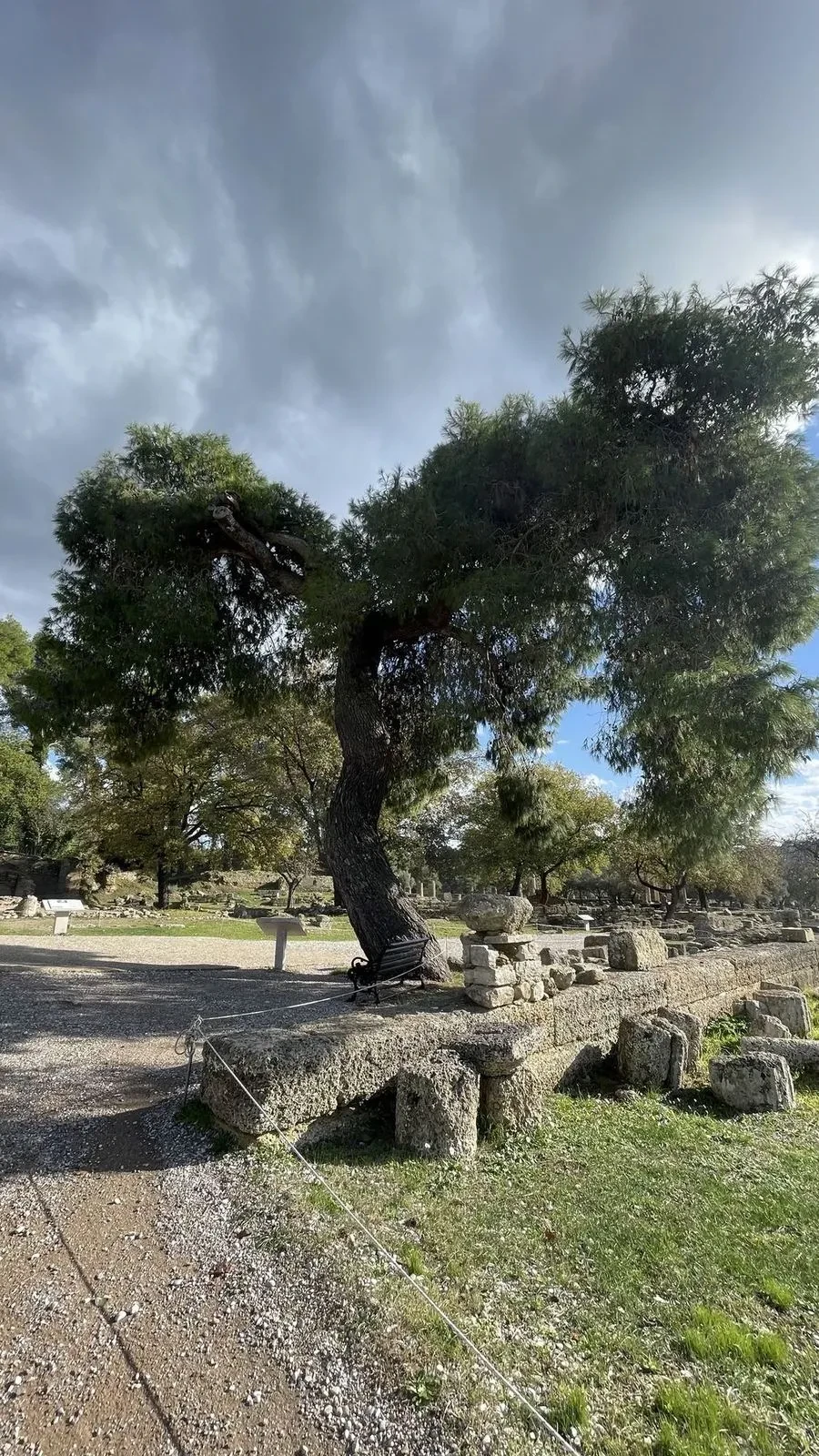 An ancient tree still standing at the site of the first Olympic Games