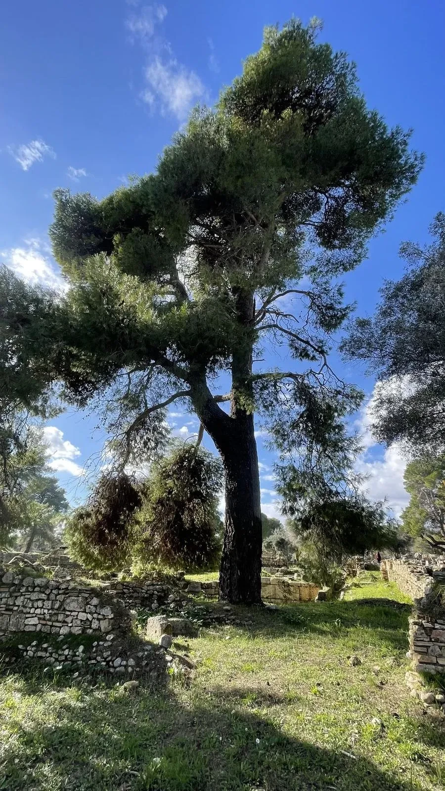 A wind-shaped pine tree at the site of Ancient Olympia