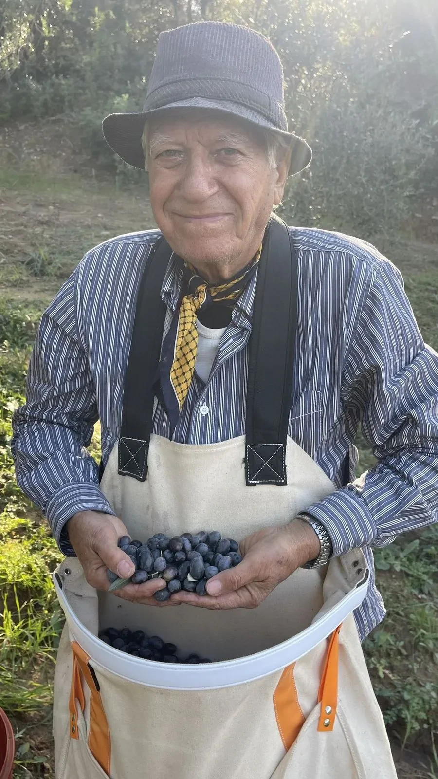 Ευάγγελος (Angelo), smiling while holding freshly hand-picked olives