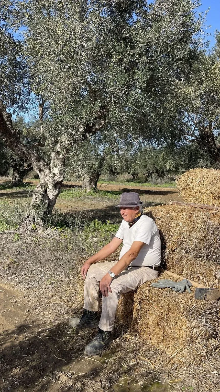 Ευάγγελος (Angelo) resting on a hay bale beside the olive trees