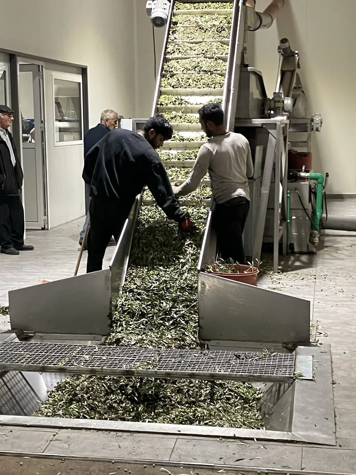 Workers guiding olives down the chute into the press