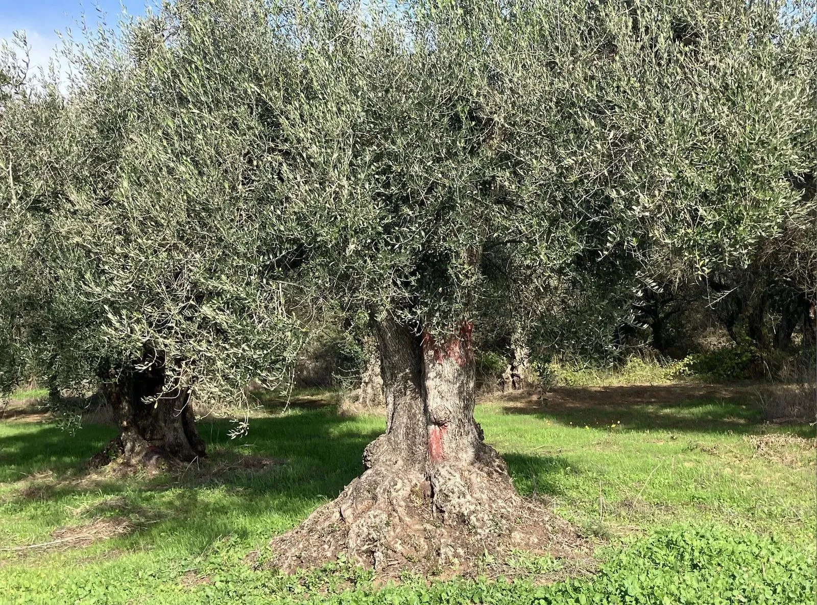 The ancient olive tree depicted in the Havarian Gold crest