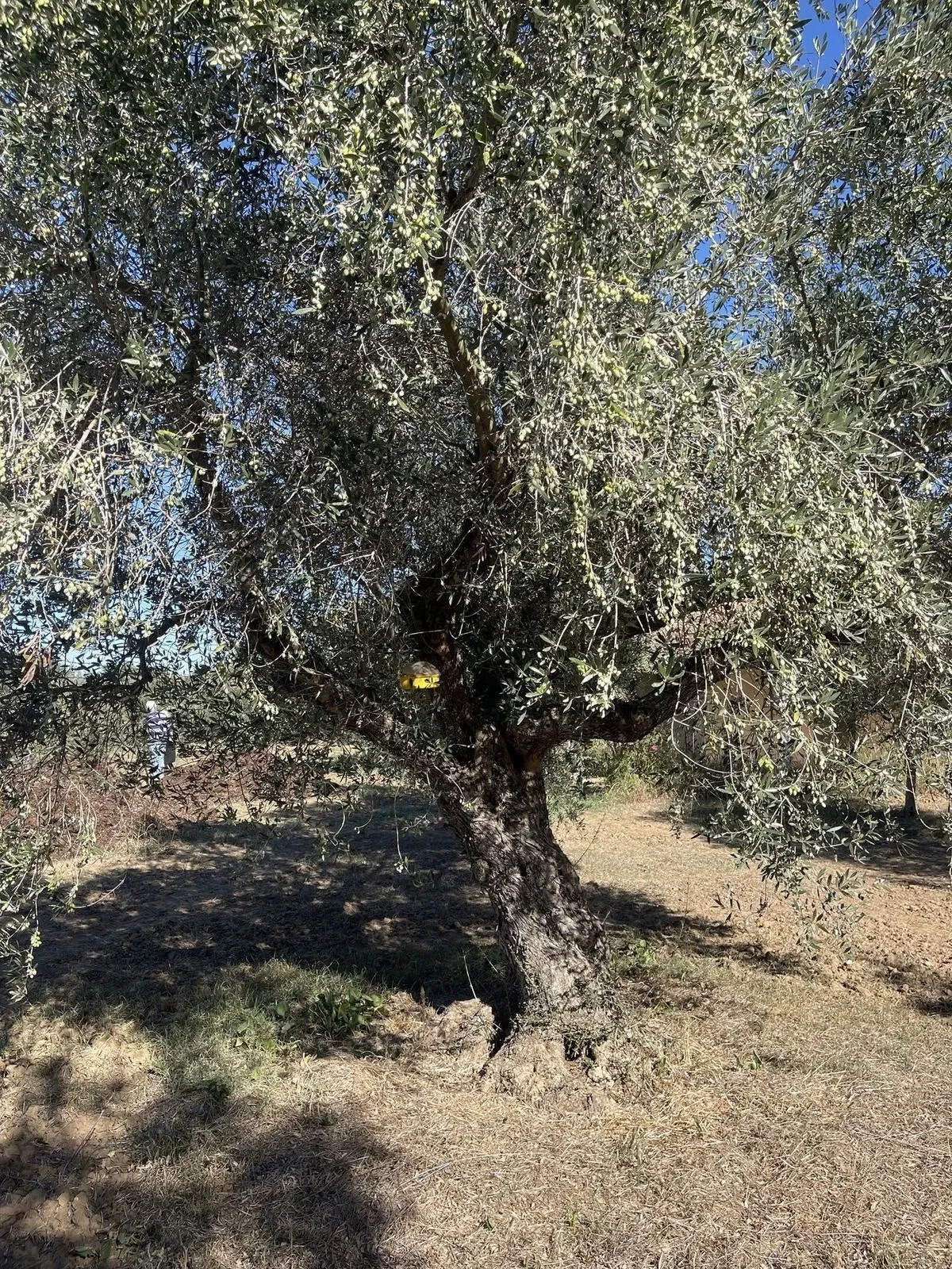 An olive tree heavy with fruit, sunlit from behind
