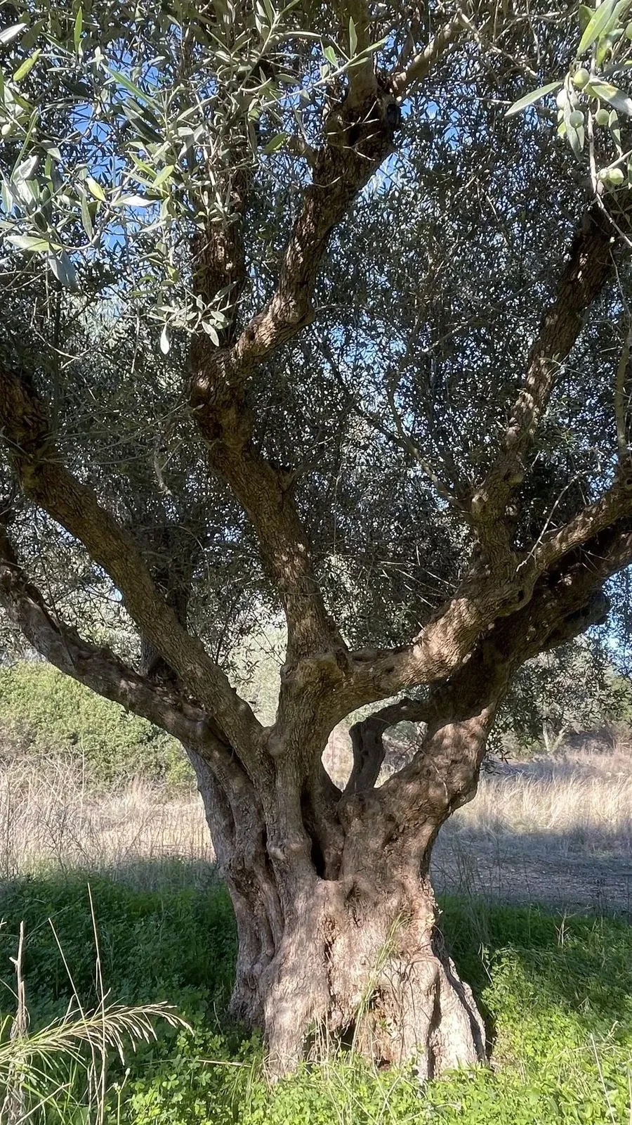 Close-up of a gnarled, ancient olive trunk