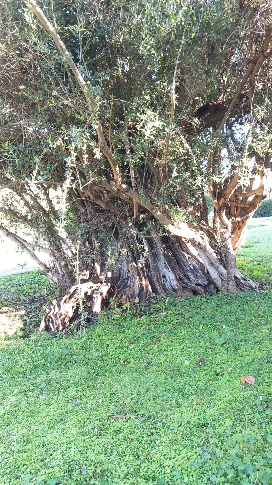 The gnarled, twisting base of an ancient olive trunk
